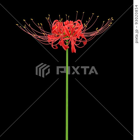 彼岸花 黒 赤のイラスト素材 - PIXTA