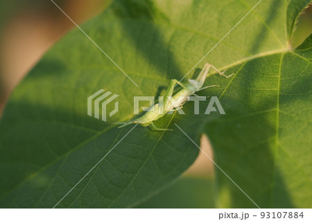 バッタ 脱皮 昆虫 虫の写真素材