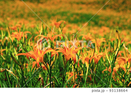 百合 花 ユリ科 オレンジ色の写真素材 - PIXTA