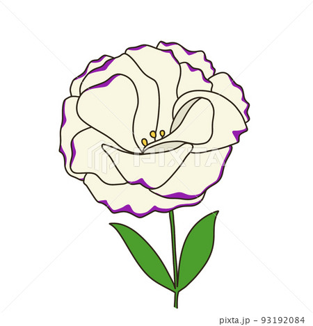 トルコ桔梗 トルコキキョウ 花 植物のイラスト素材