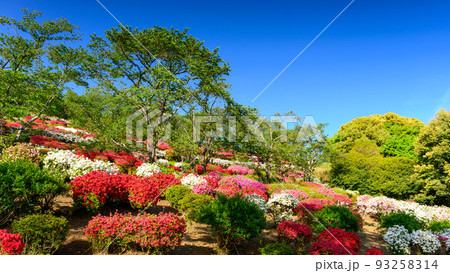 日輪の花の写真素材 - PIXTA