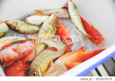 アカジンミーバイ魚の写真素材 - PIXTA