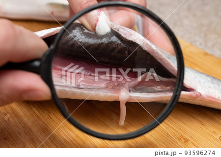 寄生虫 食材 魚 アニサキスの写真素材