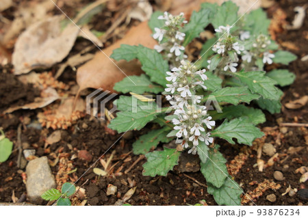 花 十二単 野草 春の花の写真素材