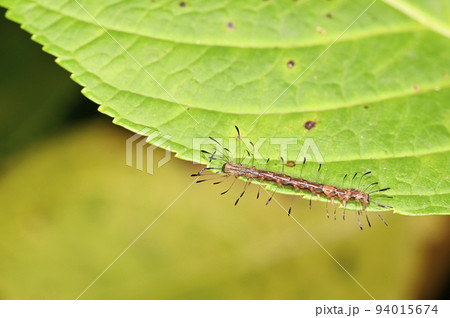 芋虫の写真素材