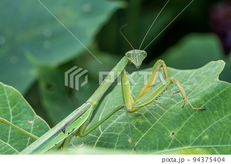 昆虫 虫 カマキリ 成虫の写真素材 - PIXTA