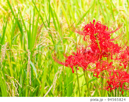 彼岸花 曼珠沙華 秋 花の写真素材 - PIXTA