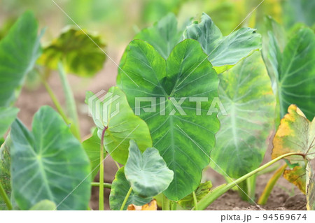 タロイモ 葉の写真素材
