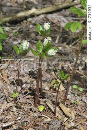 一人静 花 野草 山野草の写真素材