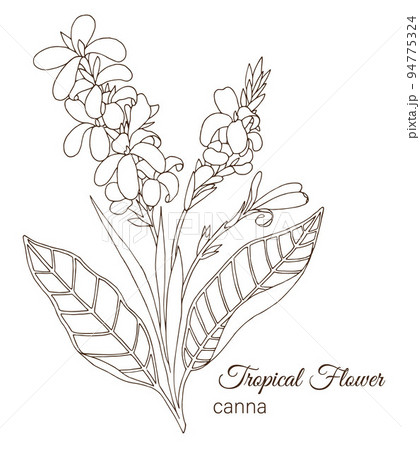 カンナの花のイラスト素材