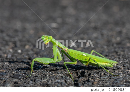 昆虫 虫 カマキリ 成虫の写真素材 - PIXTA