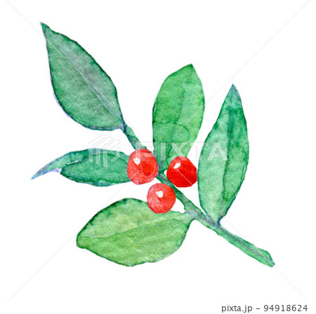 南天 植物 水彩画 水彩のイラスト素材 - PIXTA