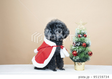 トイプードル 犬 サンタクロース プードルの写真素材 - PIXTA