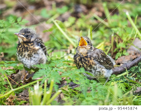 二羽の小鳥 寄り添う二羽の鳥 - 商用利用可能な写真素材・イラスト素材なら