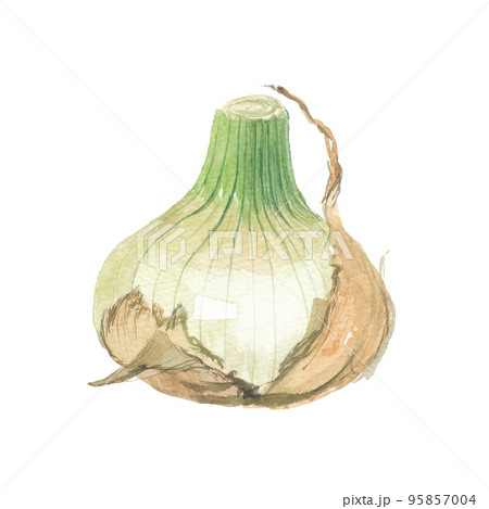 野菜 玉葱 水彩画 玉ねぎのイラスト素材 - PIXTA 野菜 玉葱 水彩画 玉ねぎのイラスト素材 - PIXTA