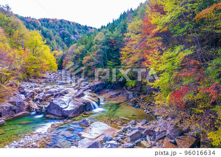 赤沢自然休養林の写真素材 - PIXTA