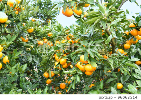 みかん畑のイメージ