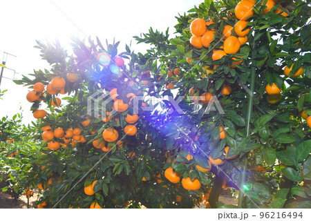 収穫時期のみかん畑のイメージ