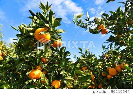 収穫時期のみかん畑のイメージ