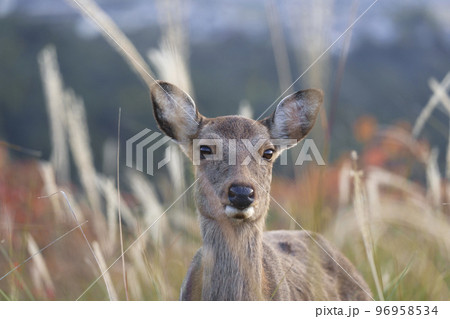 鹿 シカ しか カメラ目線の写真素材 - PIXTA
