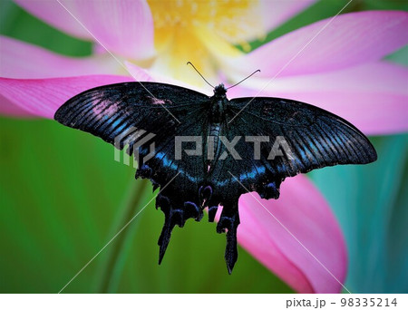 アゲハ蝶 桃色 夏 昆虫の写真素材 - PIXTA