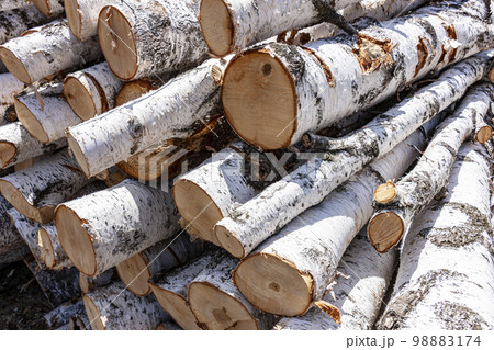 白樺の薪 白樺の薪