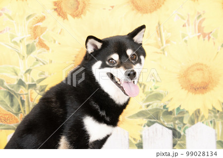 秋田犬　日本犬　夏　ひまわり　日本画　原画　絵画　水干絵具 秋田犬 日本犬 夏 ひまわり 日本画 原画 絵画 水干絵具 - メルカリ