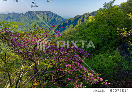 花 ツツジ ミツバツツジ 新緑の写真素材 - PIXTA