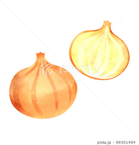野菜 玉葱 水彩画 玉ねぎのイラスト素材 - PIXTA