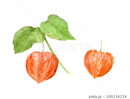 水彩画 鬼灯 花 植物のイラスト素材 - PIXTA