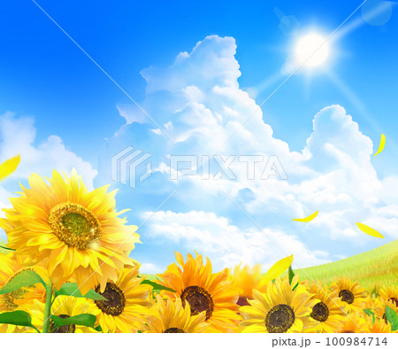太陽 ひまわり 夏 青空の写真素材 - PIXTA