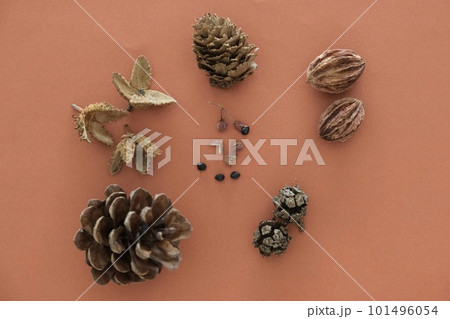 杉ぼっくりの写真素材 - PIXTA