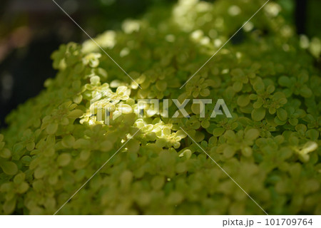 小さな葉のガーデニングのイメージ