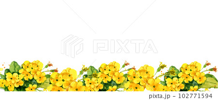 月見草 水彩 水彩画 花の写真素材 - PIXTA