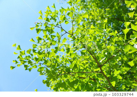 爽やかな新緑の葉のイメージ