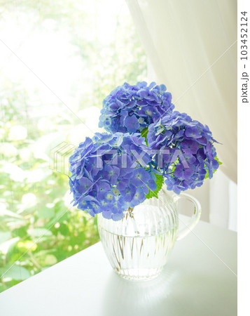 紫陽花 花 室内 花瓶の写真素材 - PIXTA