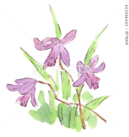 赤い蘭の花　水彩画　レランセナ hqdefault.jpg