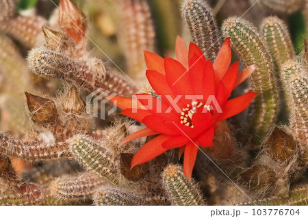 花 サボテン オレンジ色 花びらの写真素材 - PIXTA