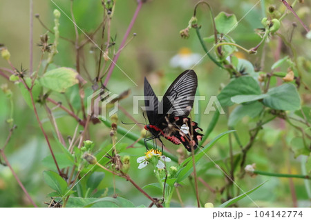 毒蝶の写真素材 - PIXTA