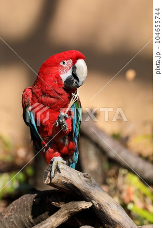 オウム 鳥 鳥類 横顔の写真素材 - PIXTA オウム 鳥 鳥類 横顔の写真素材 - PIXTA