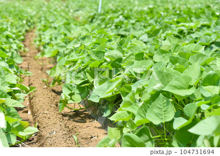 緑鮮やかなサツマイモ畑のイメージ