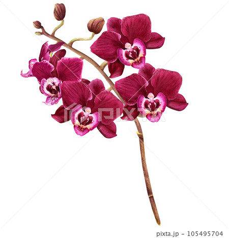 orchid-botanical-illustration-