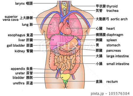 皮膚拡大解剖モデル - 医療解剖学的皮膚構造モデル - 人間の皮膚
