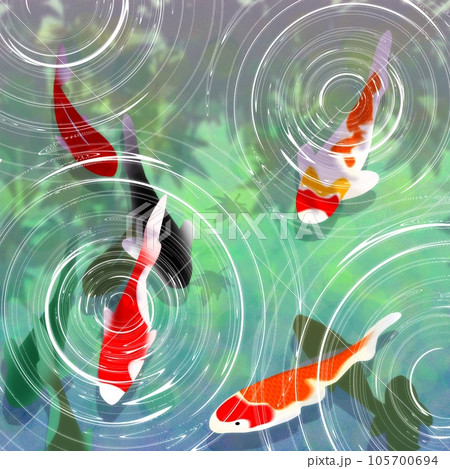 鯉 錦鯉 池 泳ぐのイラスト素材 - PIXTA