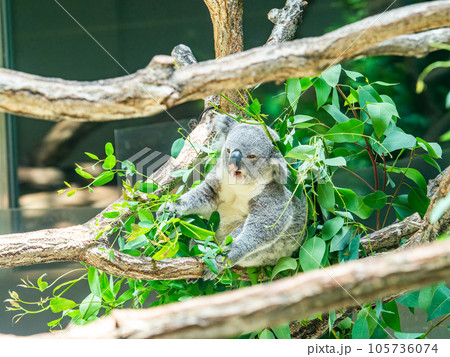 31,000+ Koala Bear Stock Photos, Pictures & Royalty-Free Images