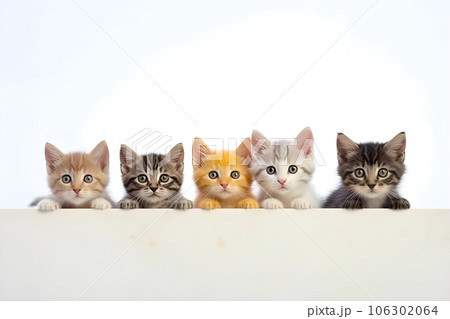 猫の癒し画像の写真素材 - PIXTA