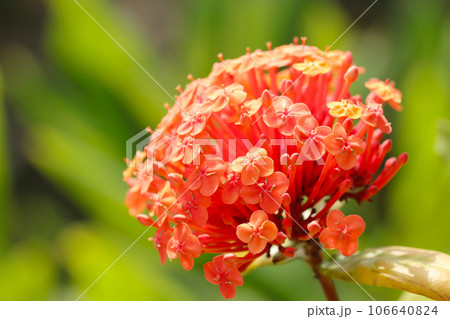 サンダンカ 三段花の写真素材 - PIXTA