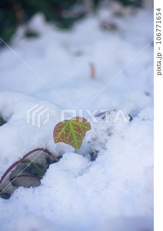 蔦 雪 積雪 葉の写真素材 - PIXTA