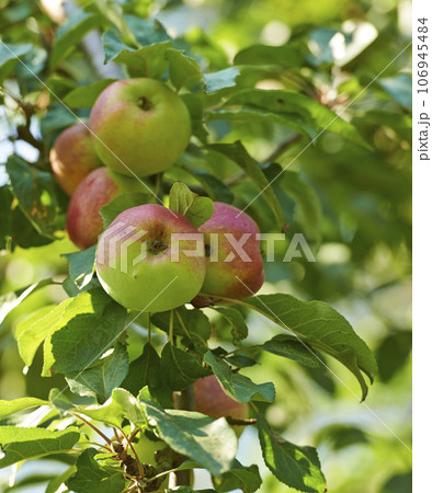 Small Apple Images – Browse 287 Stock Photos, Vectors, and Video