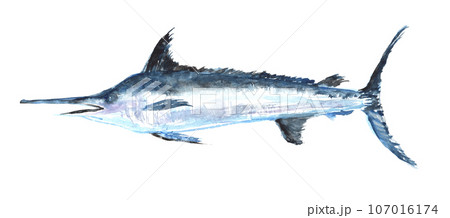 カジキマグロのイラスト素材 - PIXTA